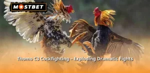 Thomo C3 Cockfighting