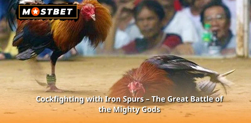 Cockfighting with Iron Spurs