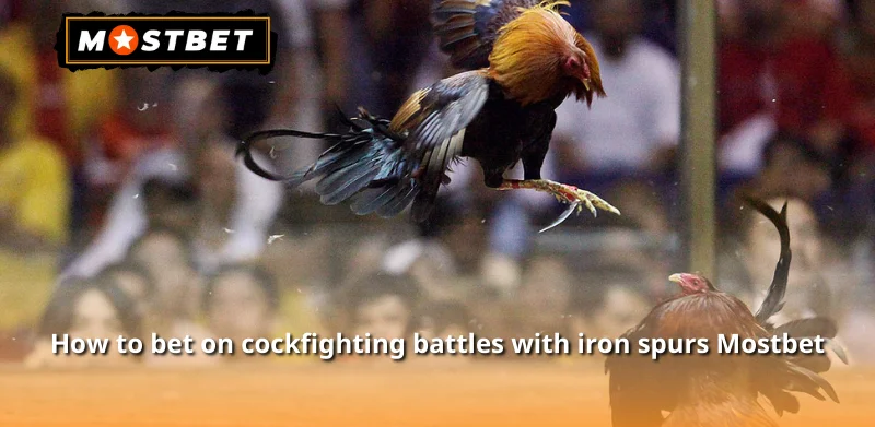 How to bet on cockfighting battles with iron spurs Mostbet