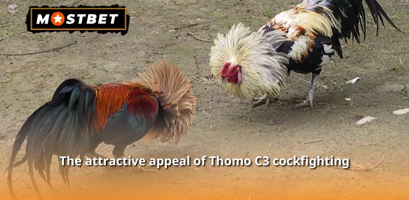 The attractive appeal of Thomo C3 cockfighting