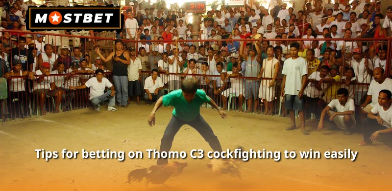 Tips for betting on Thomo C3 cockfighting to win easily